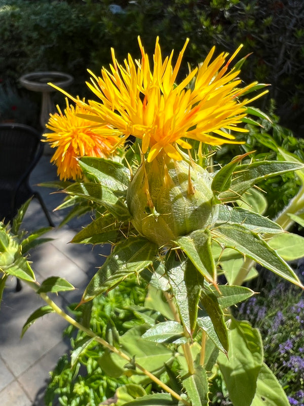 Health Benefits of Safflower