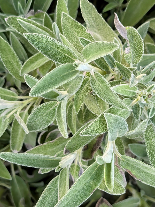 Health Benefits of Sage