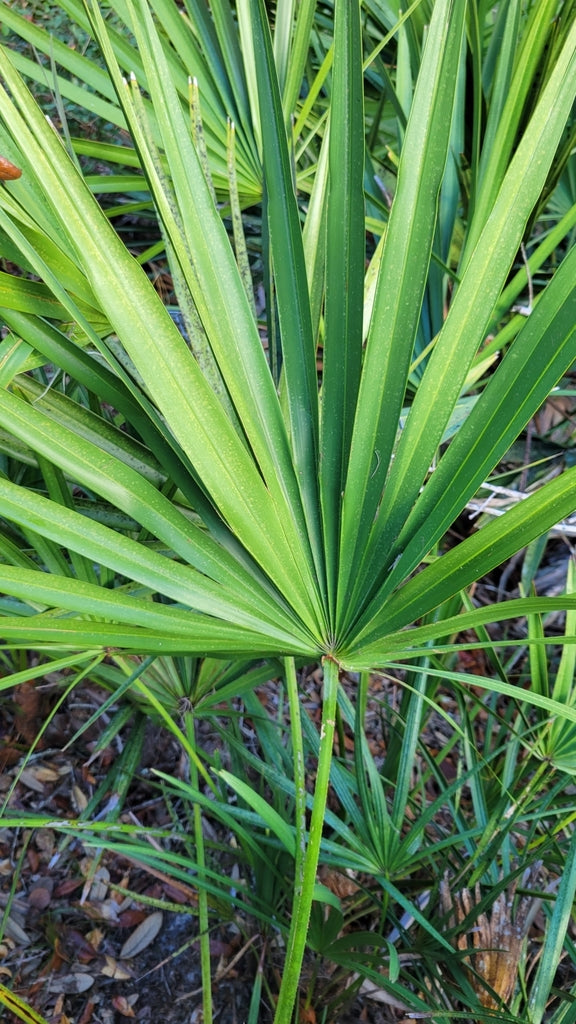 Health Benefits of Saw Palmetto Berry