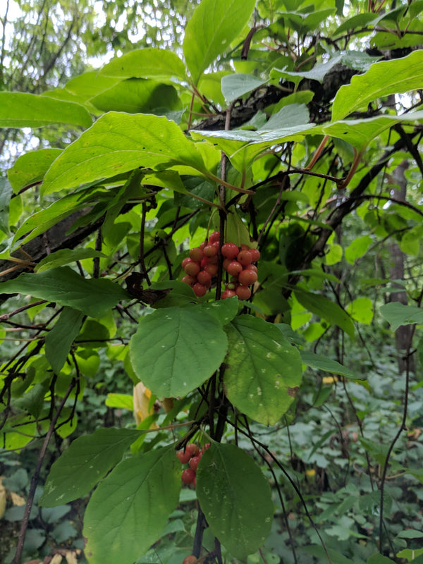 Health Benefits of Schisandra berry