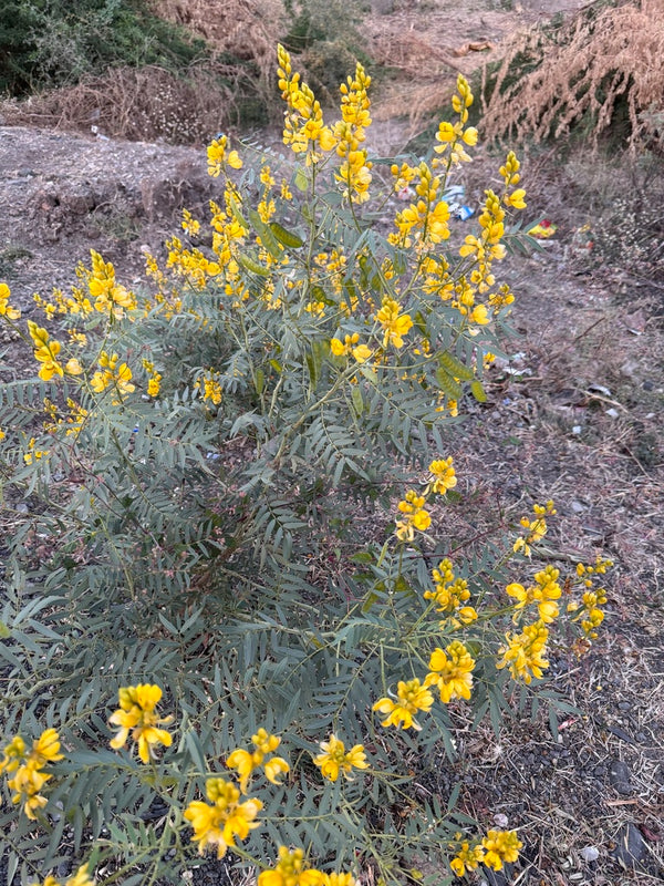 Health Benefits of Senna leaf