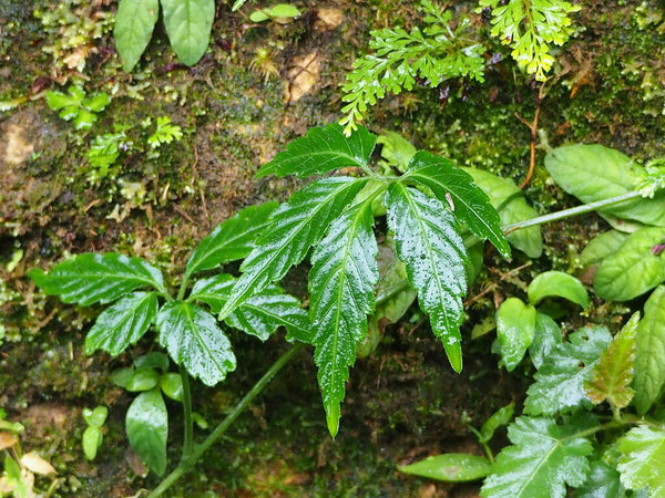 Health Benefits of Jiaogulan Herb