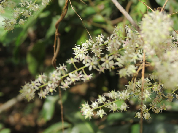 Health Benefits of Shatavari