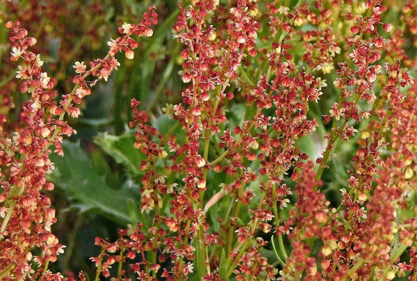 Health Benefits of Sheep's sorrel