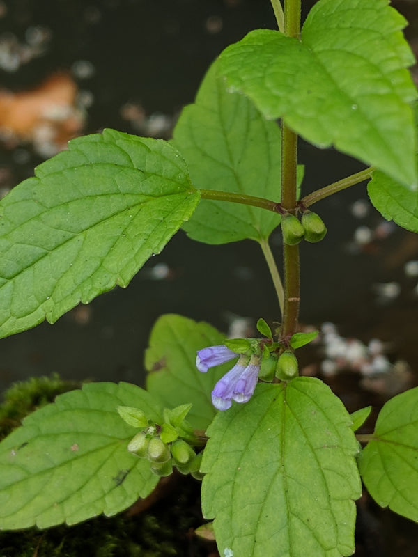 Health Benefits of Skullcap