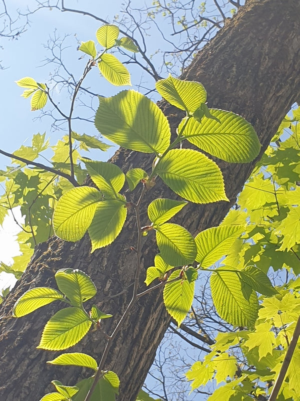 Health Benefits of Slippery elm bark