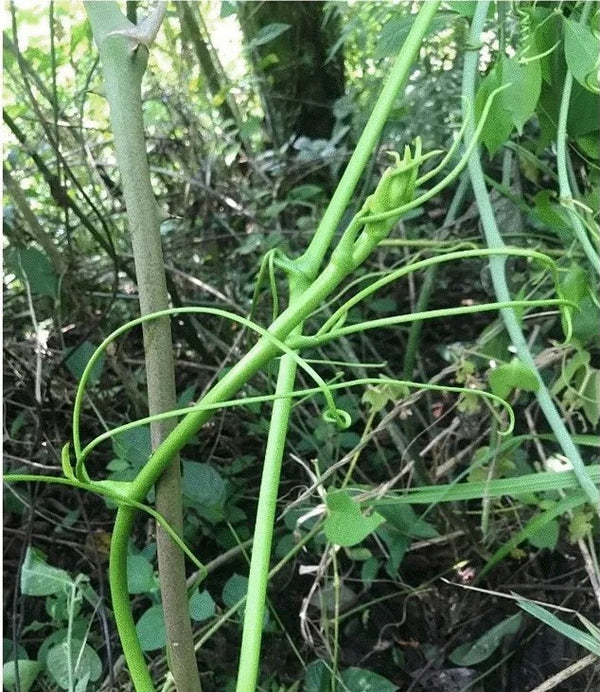 Health Benefits of Sarsaparilla Root