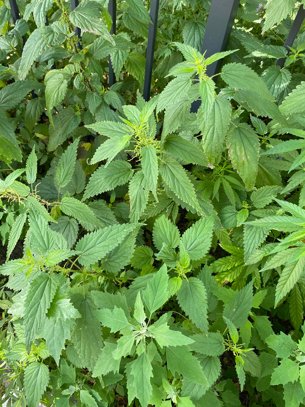 Health Benefits of Nettle Leaf