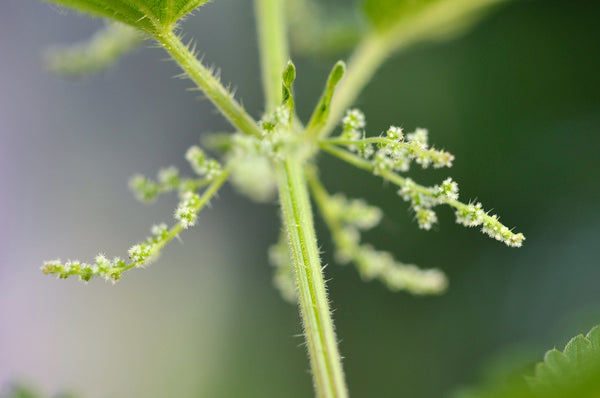 Health Benefits of Nettle Root