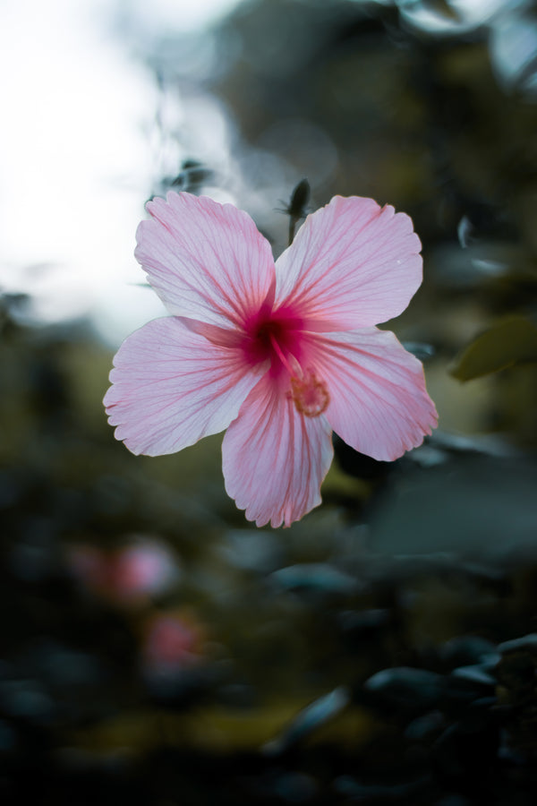 Health Benefits of Hibiscus Flower