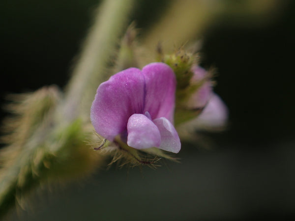Health Benefits of Lecithin (Soy)