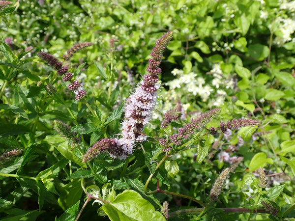 Health Benefits of Spearmint leaf