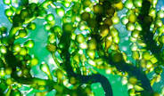 Health Benefits of Spirulina
