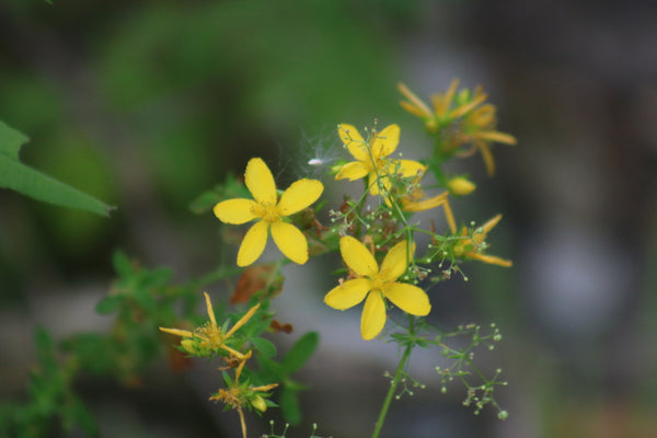 Health Benefits of St. John's Wort