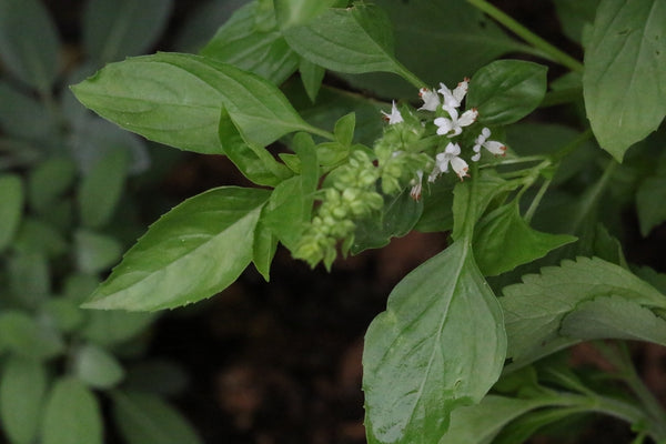 Health Benefits of Stevia leaf
