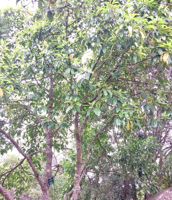 Health Benefits of Pygeum Bark