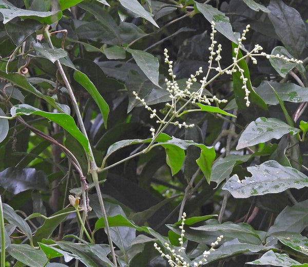 Health Benefits of Suma