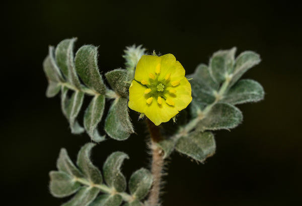 Health Benefits of Tribulus Terrestris