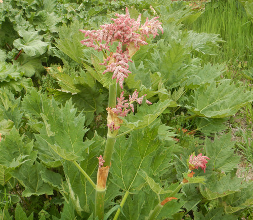 Health Benefits of Turkey Rhubarb Root