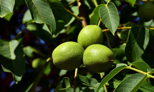 Health Benefits of Black Walnut Leaf