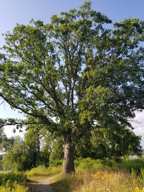 Health Benefits of White Oak Bark