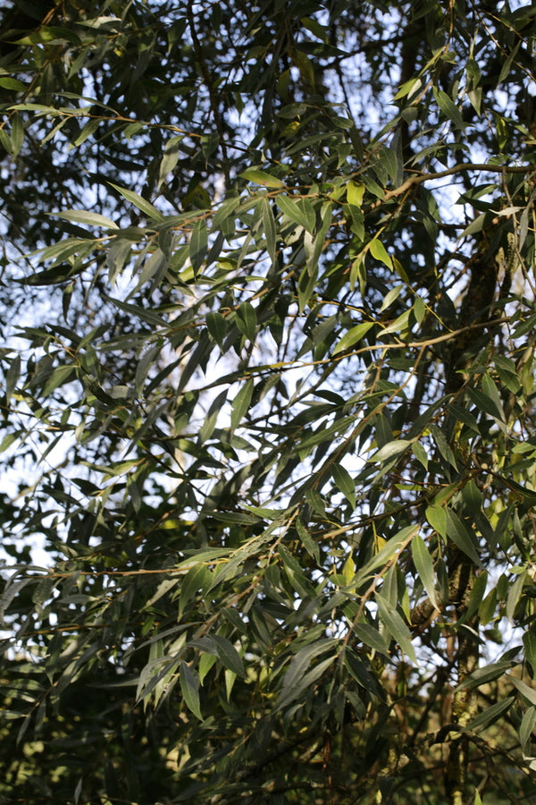 Health Benefits of White Willow Bark