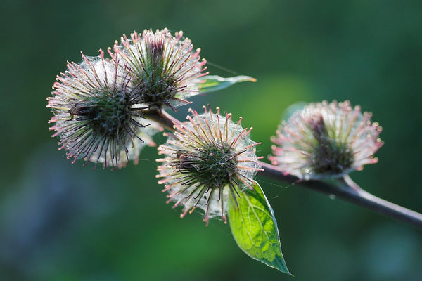 Health Benefits of Blessed Thistle