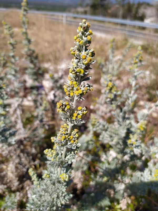 Health Benefits of Wormwood